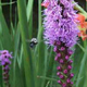 A photograph of a bee and flower.