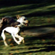 Two dogs running.