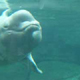 An underwater phootgraph of an amazon dolphin.