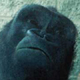 Photograph of a gorilla and a girl looking at each other through a window.