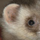 A poster with a ferret that got into a package with the subtitle Innocence by Lora Budzier.