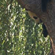 A Panda Bear in a tree.