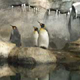 Digital manipulation of penguins to reduce the glare from a flash.