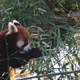 A red panda drinking water.